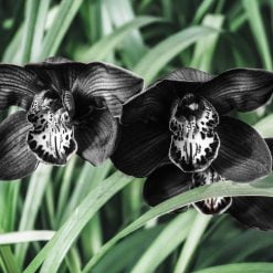dark orchid fragrance oil