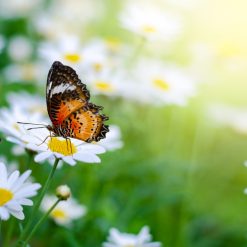 fresh meadow fragrance oil