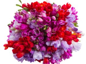 Pear and Freesia Fragrance Oil